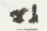 藏品(耳葉蘚屬)的圖片